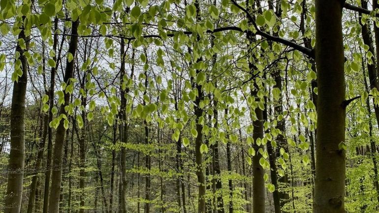 La forêt de Soignes : une hêtraie qui a besoin d'être rajeunie et diversifiée