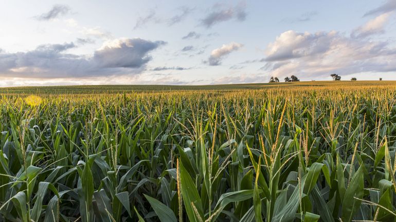 Plus de froment, d'orge et de maïs semés en Belgique, leur prix a augmenté avec la guerre en Ukraine