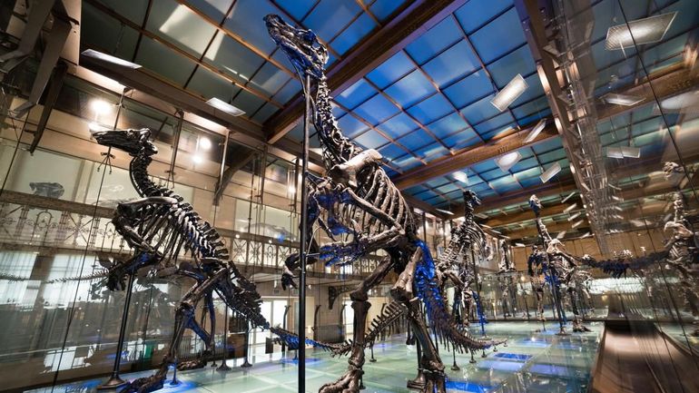 A la découverte des expositions virtuelles du Musée des Sciences ...