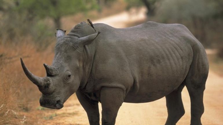 Le Rwanda accueille des rhinocéros blancs pour la première fois en 30 ans