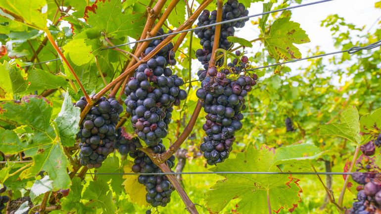 Vin belge : quand le réchauffement climatique favorise un essor inédit