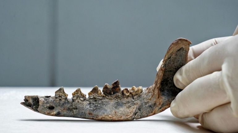 Amérique centrale : une mâchoire de chien, indice d'une présence humaine il y a 12.000 ans ?