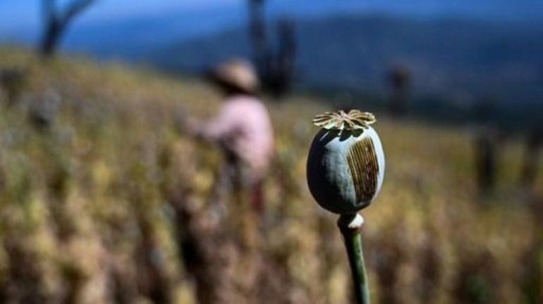 La Birmanie devient premier producteur mondial d'opium, détrônant l'Afghanistan