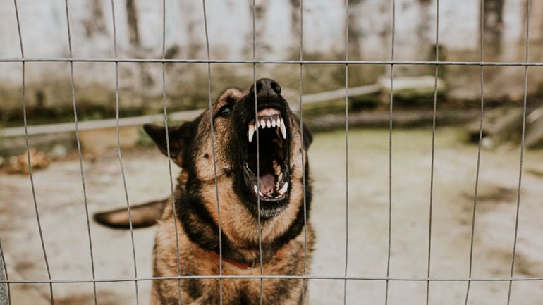 L'Afsca autorise la création de centres de quarantaine agréés pour animaux