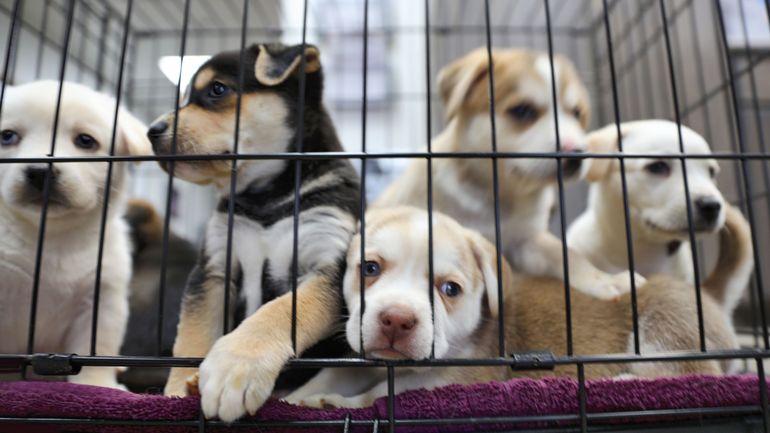 Animaux et refuges en péril