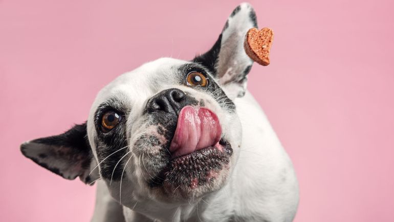 Les friandises pour chiens : bon ou pas bon ?