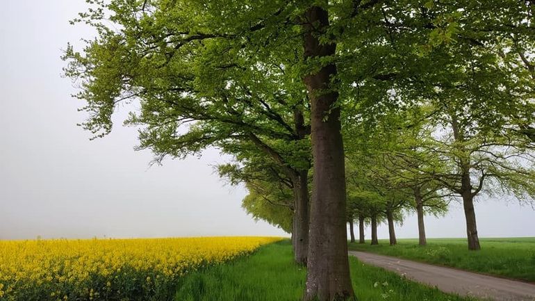 Météo en Belgique : gare au brouillard ce vendredi matin, avant de retrouver plus d'éclaircies en cours de journée