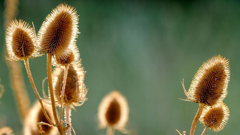 Laisser monter les plantes indigènes en graines au jardin : c’est oui ou bien c’est non ?