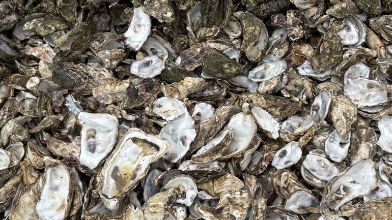 Que deviennent nos coquilles d'huîtres vides ? Une entreprise les collecte et les transforme en pavés