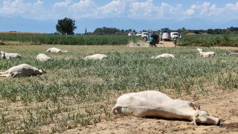 Quand la sécheresse rend des plantes toxiques : une cinquantaine de vaches mortes empoisonnées par une herbacée