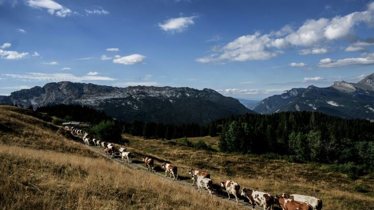 Alpes : les vaches et les fromages souffrent d'un été trop chaud