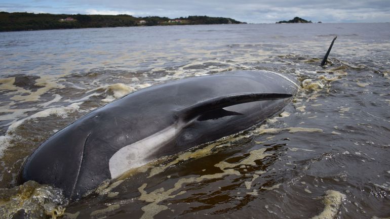 Quatorze cachalots échoués et retrouvés morts en Tasmanie