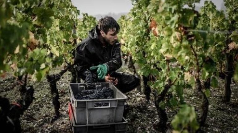 France: le vignoble bordelais s'attend à une récolte petite mais de qualité