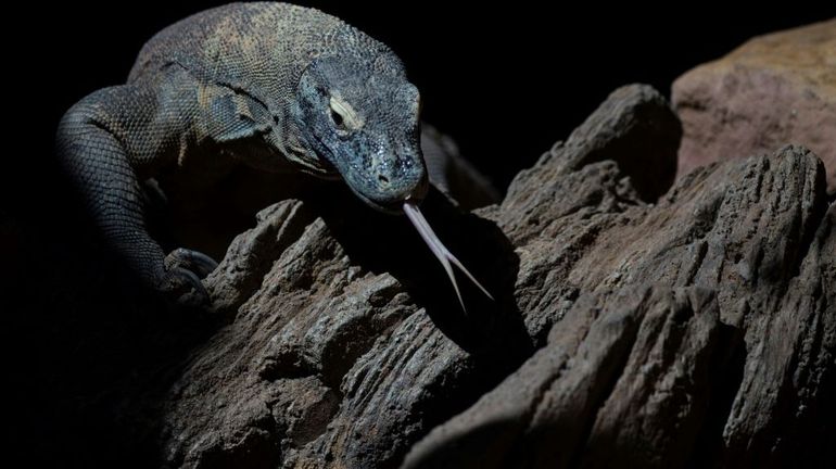 Pour mieux tuer leurs proies, les dragons de Komodo ont du fer sur les dents