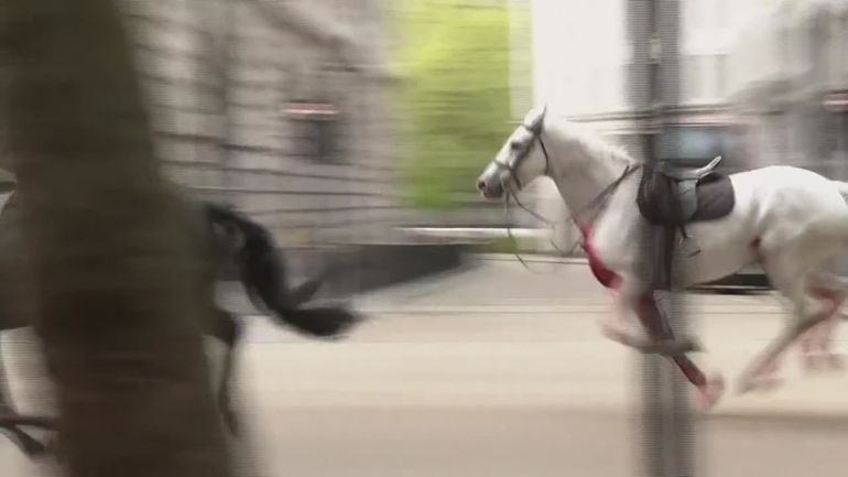 Des chevaux en cavale sèment la pagaille en plein centre de Londres, au moins quatre personnes blessées