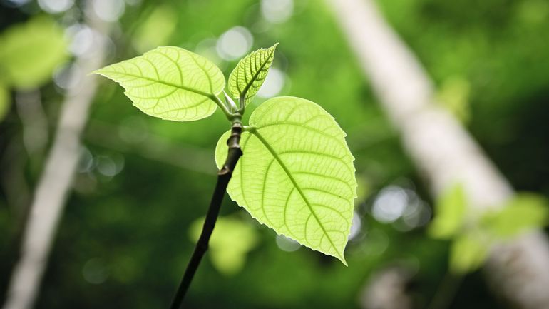 Protéger les cultures sans pesticides grâce au langage olfactif des plantes