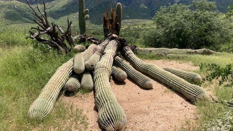 Etats-Unis : un cactus géant bicentenaire arraché par de fortes pluies en Arizona