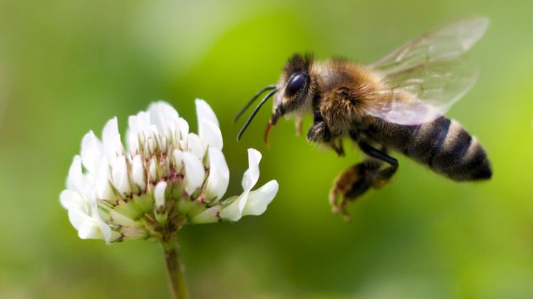 Les fleurs préférées des abeilles en 82 parterres de fleur