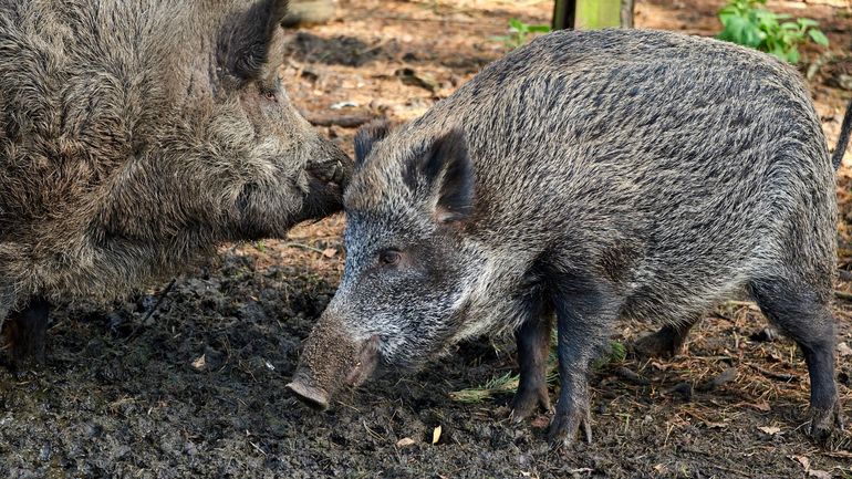 Un cas de peste porcine africaine dans le nord-ouest de l'Italie