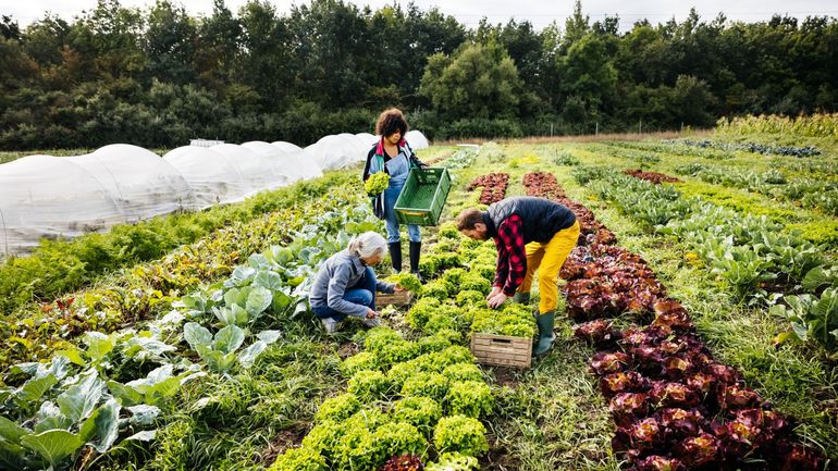 Mobilisation des agriculteurs : comment se porte l'agriculture biologique en Wallonie ?