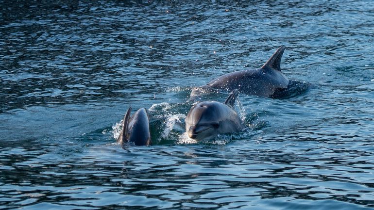 Turquie : plus d'une vingtaine de dauphins retrouvés morts sur une plage d'Istanbul