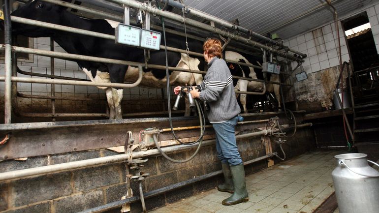 4,35 milliards de litres de lait ont été produits en Belgique en 2024 : une production en baisse