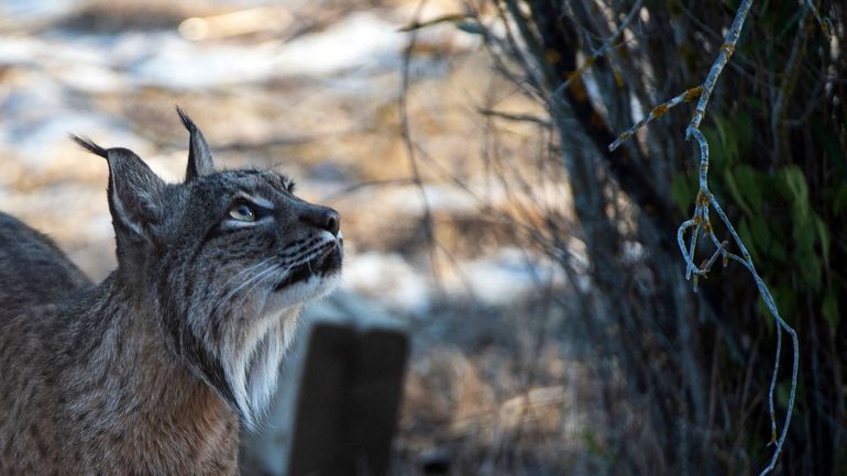 Biodiversité : en Espagne, le lynx sauvé de l'extinction par un programme d'élevage en captivité