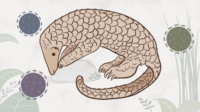 Origine du Covid-19 : le pangolin est-il innocent ?