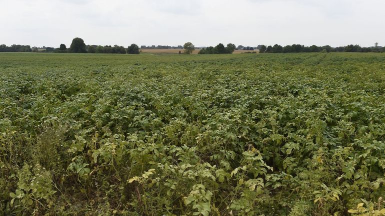 Pesticides : deux associations environnementales mettent l'État belge en demeure
