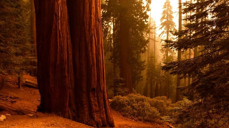 Californie: les arbres emblématiques du parc national de Sequoia toujours menacés par les flammes