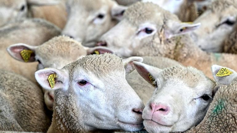 France : flambée de la fièvre catarrhale ovine, 190 foyers confirmés