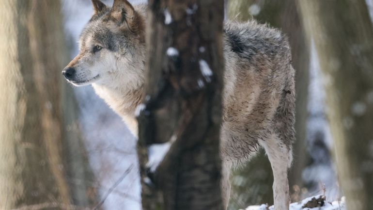 Brabant flamand : pour la première fois, un loup a laissé des traces dans la province