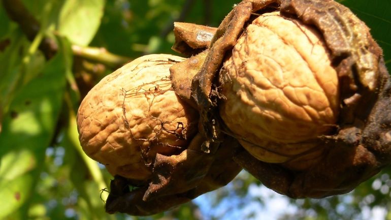 La récolte de la noix belge démarre : sortons les casse-noix
