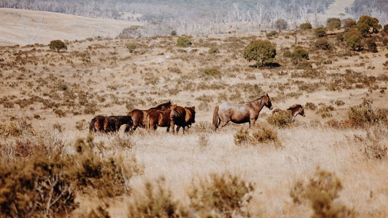 L'Australie approuve la reprise de l'abattage de chevaux sauvages par hélicoptères pour protéger la biodiversité