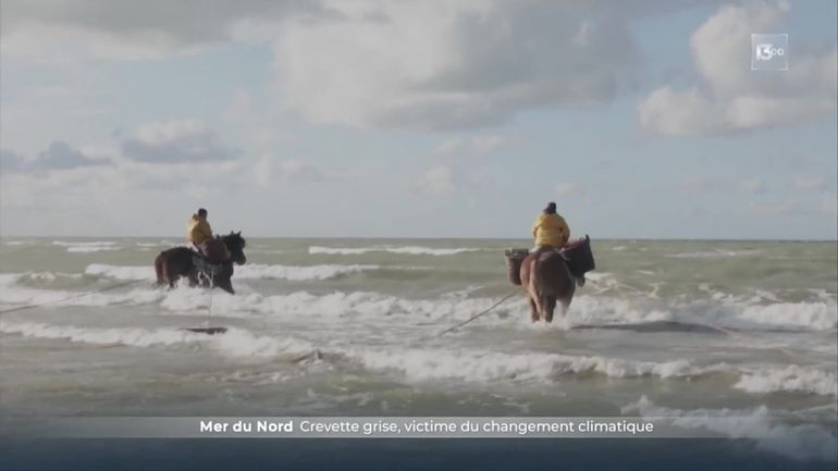 Mer du Nord : les pêcheurs à cheval témoins du réchauffement climatique