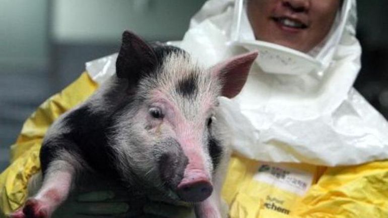 États-Unis : un rein de porc transplanté avec succès pour la première fois sur un patient humain