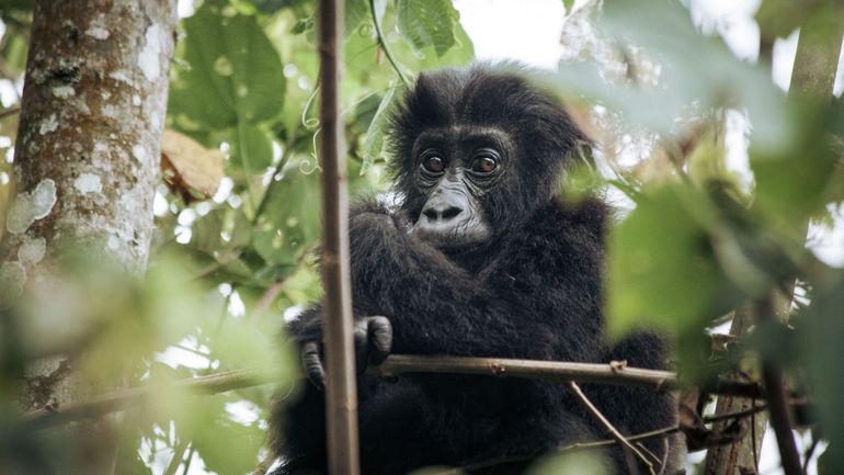 Le parc national congolais de Kahuzi-Biega se réjouit de la naissance d'un bébé gorille