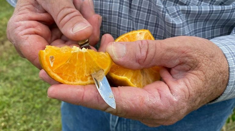 USA : le prix du jus d'orange s'enflamme, craintes d'une récolte amputée par l'ouragan Ian