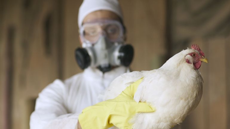 Grippe aviaire : la France relève le risque au niveau 
