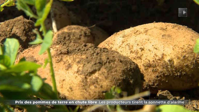 10 fois moins élevé que l'an dernier, le prix de la pomme de terre s'effondre, les producteurs inquiets