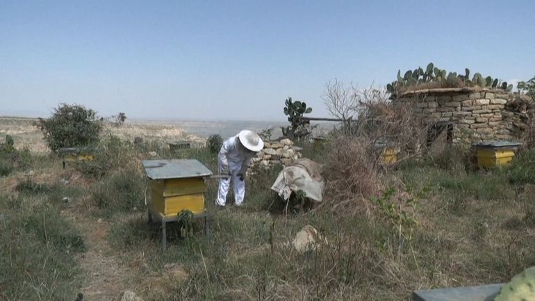 Au Kenya, les abeilles adoucissent le conflit entre éléphants et êtres humains