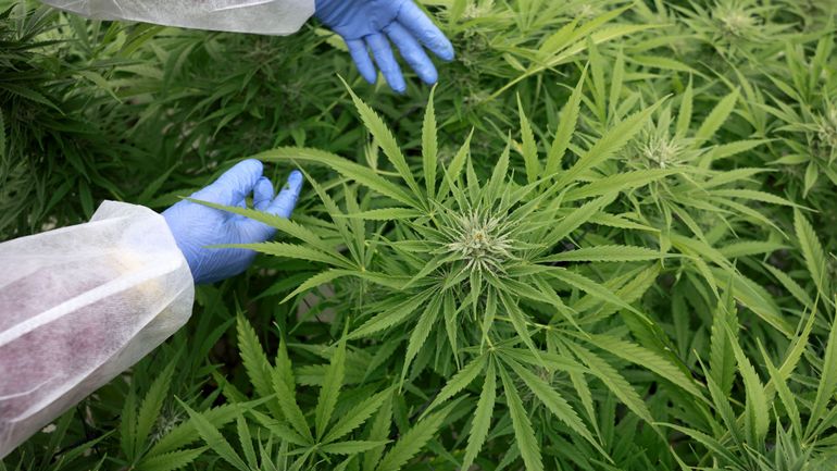 Plus de 2000 plants de cannabis découverts chaussée de Haecht à Machelen