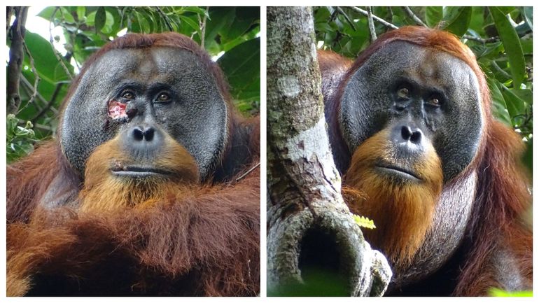 Blessé au visage, un orang-outan se soigne avec un pansement végétal : premier cas documenté d'automédication pour un animal sauvage