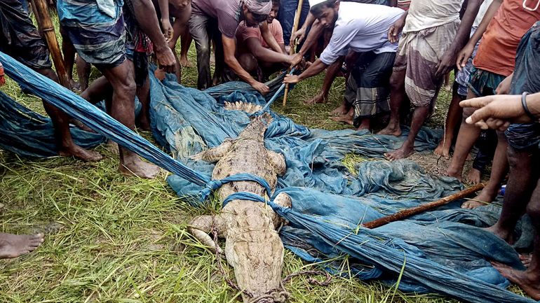 Capture d'un crocodile des marais au Bangladesh, une espèce éteinte dans le pays