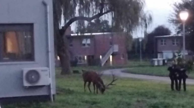 Mons : émotion après la mort d'un cerf, abattu dans un jardin 