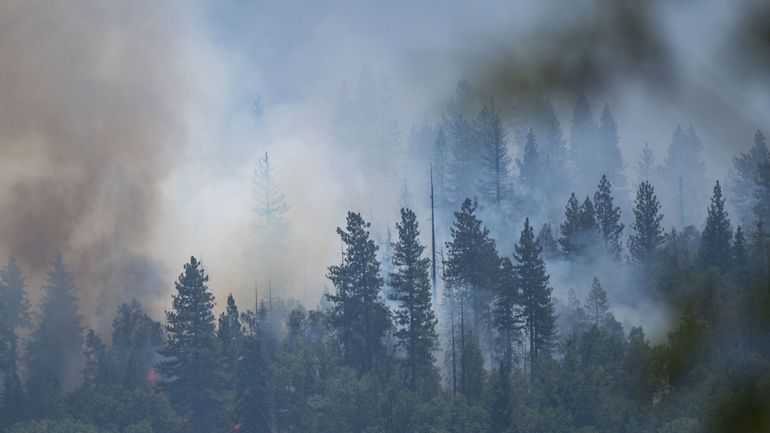 Les séquoias géants de Yosemite ont été épargnés par les flammes
