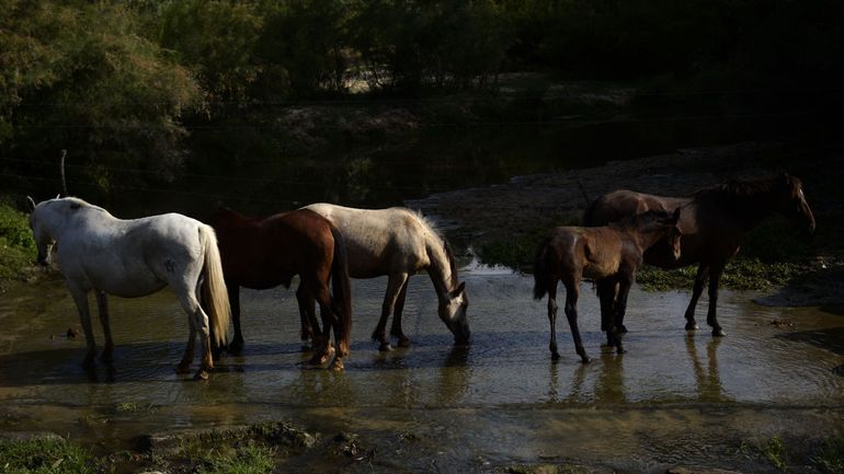 Sécheresse : le parc national Coto de Doñana, l'une des plus grandes zones humides d'Europe, est à sec