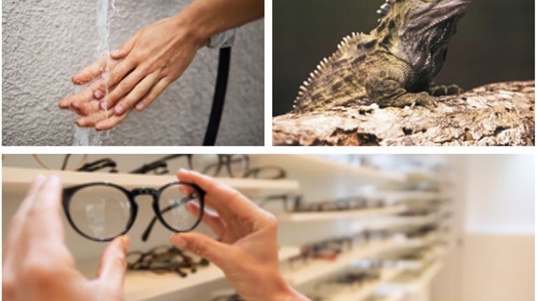 Reptiles autorisés, remboursement des lunettes, certificat 