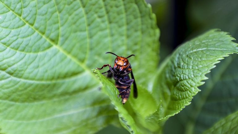 Septembre, le mois de tous les dangers pour les abeilles… et celui de la traque aux frelons asiatiques