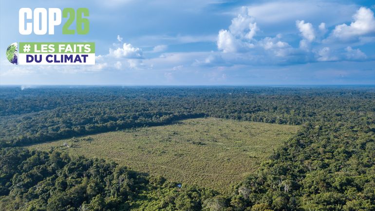 COP26 : un fonds de 19 milliards pour lutter contre la déforestation, quels sont les pays les plus touchés?